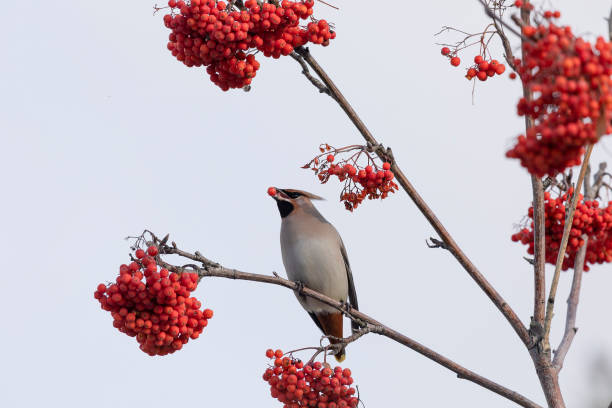 istock waxwing winter passerine bird feeding on berries 2181039239