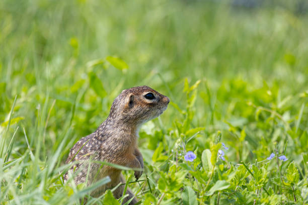 istock Speckled ground squirrel animal stands on its hind legs 2181039280