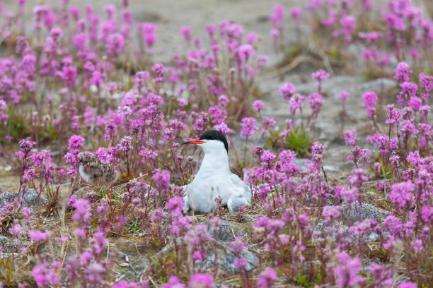 Common tern sits on a nest among pink flowers