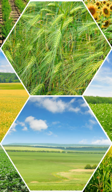 istock Fields with agricultural plants. Photo collage. Vertical photo. 2181040355