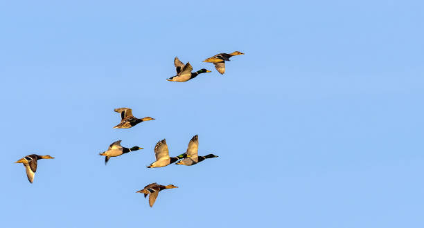 istock wild geese during the flight in flock 2181040555