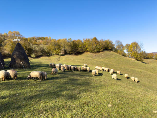 Sheep grazing in the filed. Transilvania, Romania
