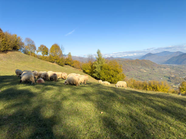 istock Beautiful autumn landscape 2181040847