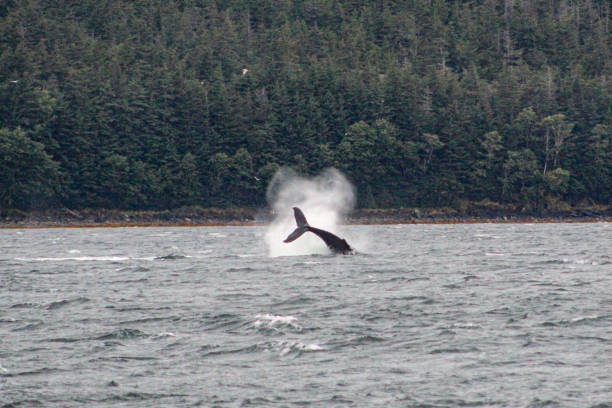 Humpback whale splashing tail fin out of the water with pine trees in the background in Juneau, Alaska