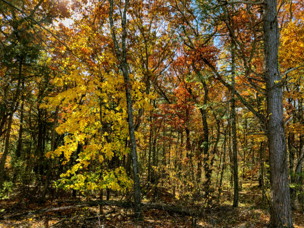 istock Some bright yellows amid the oranges and browns 2181041659