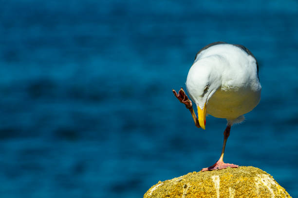 A Herring Gull takes flight with she'll in its beak at Mt Sinai Harbor,  Suffolk County,  Long Island,  NY
