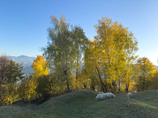 Sheep grazing in the filed. Transilvania, Romania