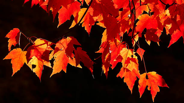 istock red maple acer rubrum backlit autumn fall leaves 2181042882