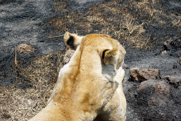 Tanzania Wildlife