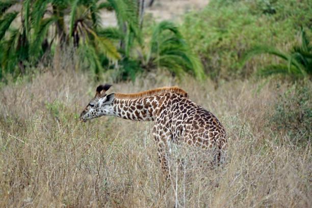 Tanzania Wildlife
