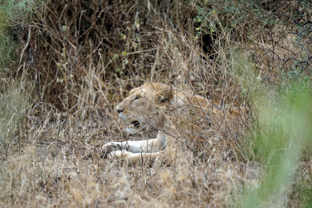 istock Tanzania Wildlife 2181043106