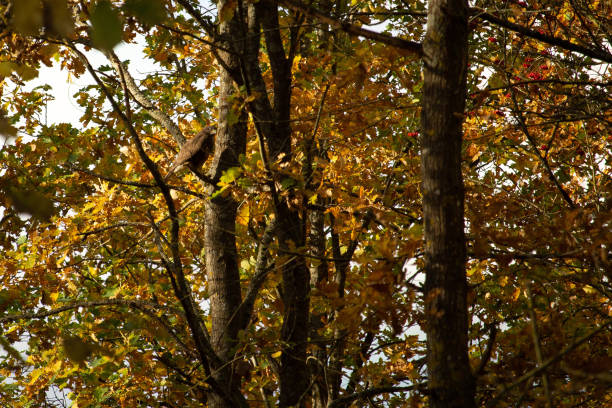Birds of prey - Common Buzzard (Buteo buteo) hides in forest