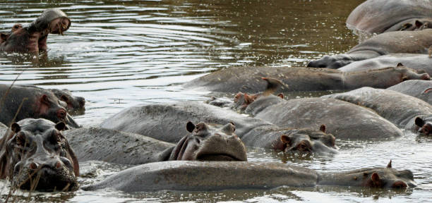 istock Tanzania Wildlife 2181044052
