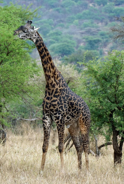 istock Tanzania Wildlife 2181044120
