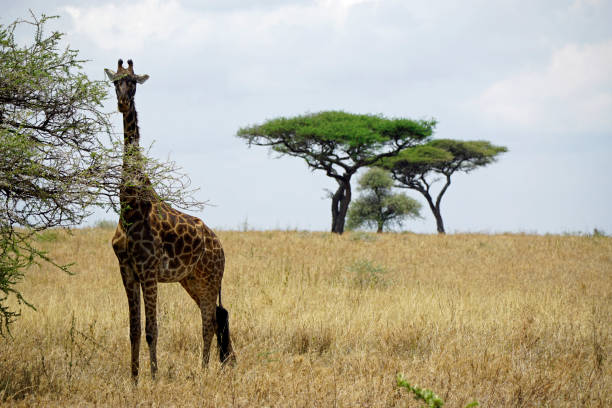 istock Tanzania Wildlife 2181044257