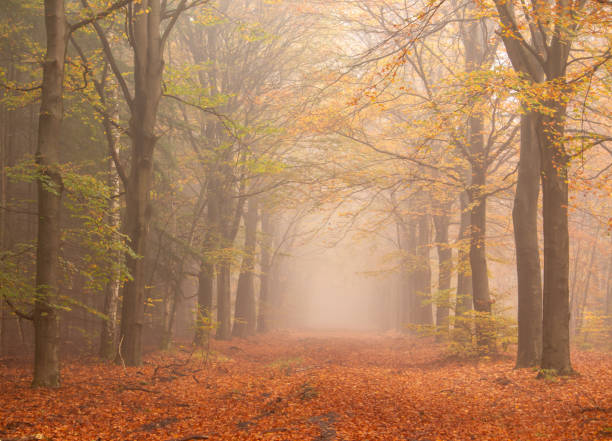 istock On a misty autumn day 2181044329
