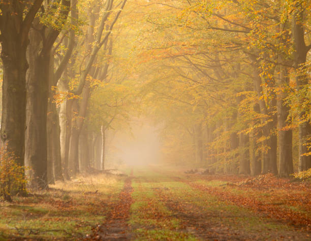 istock Path in the forest decorated with leaves and fog 2181044330