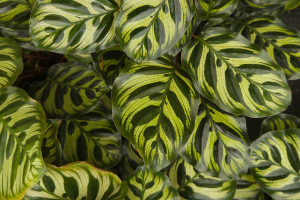 istock 'Calathea Makoyana' Prayer Plant with exotic pattern 2181044761
