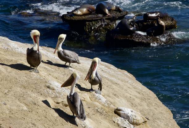 istock Pelicans and sea lions basking on the rocks 2181045181