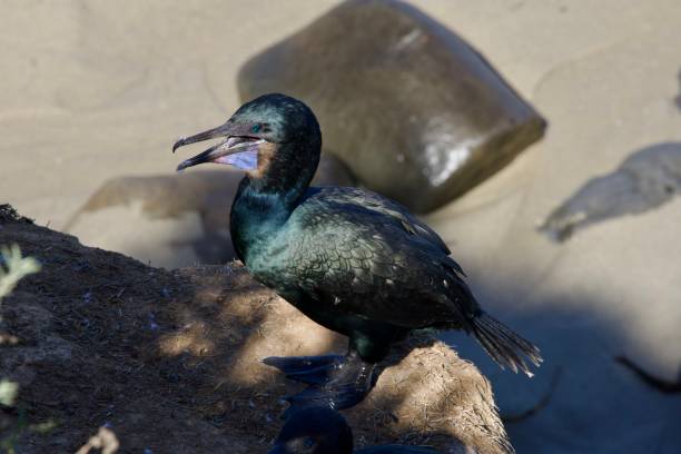 Closeup profile of a aquatic bird