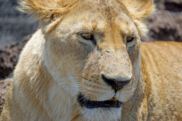 A lioness sits half-concealed in tall grasses, mid-yawn, revealing powerful jaws and sharp teeth. Captured in Maasai Mara, this candid wildlife moment reflects both the serenity and strength of Africa’s apex predators.