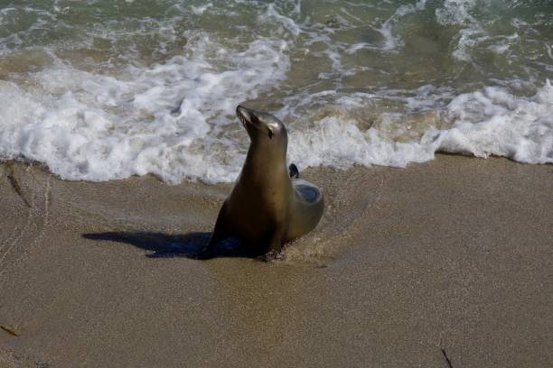 istock Sea lion wading in the shore 2181045320