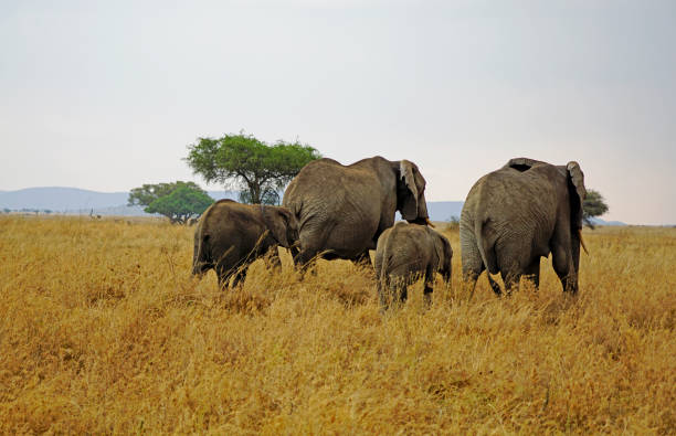 Olifant in amboseli nationaal park Kenia