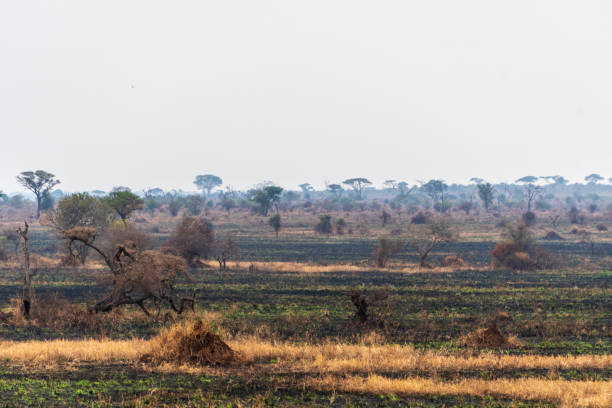 istock A tranquil serengeti landscape 2181045467