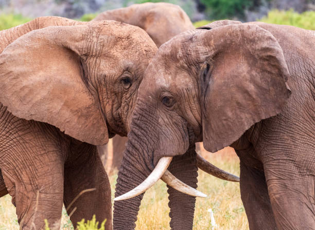 istock African elephant in Samburu National Reserve 2181046006