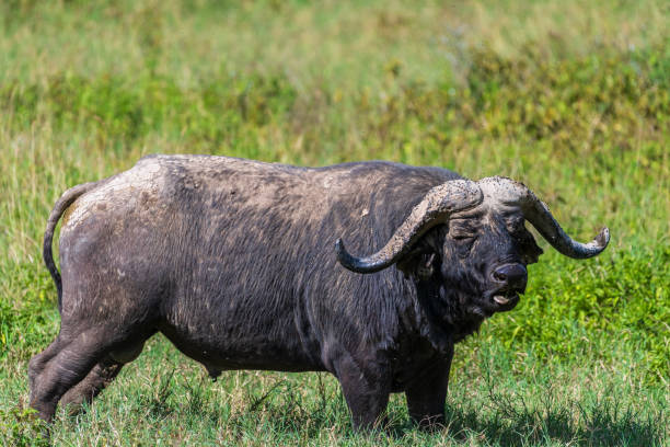 istock Buffalos in Lake Nakuru National park 2181046039