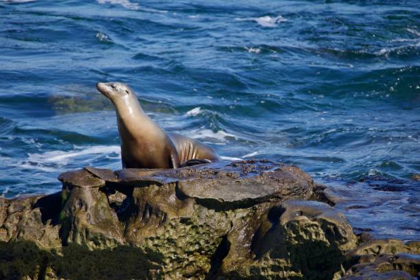 istock Sea lion posing on the rocks 2181046057