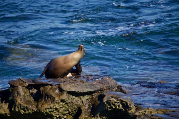istock Sea lion posing on the rocks 2181046061