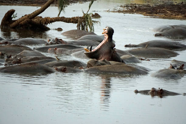 The common hippopotamus (Hippopotamus amphibius), or hippo, is a large, mostly herbivorous, semiaquatic mammal.  Serengeti National Park. Mouths open against another animal. Female and male animals.