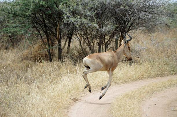 istock Tanzania Safari 2181046635