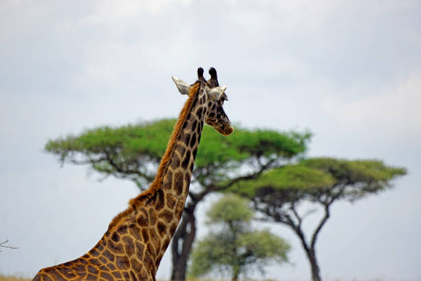 istock Tanzania Safari 2181046636