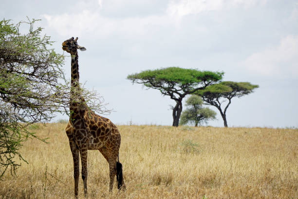 istock Tanzania Safari 2181046695