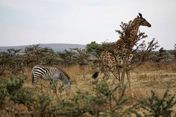 Tanzania Safari