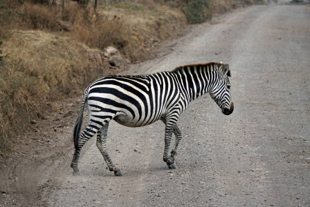 istock Tanzania Safari 2181046860
