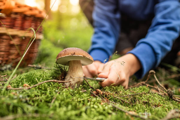 istock Little boy picking mushrooms. 2181046905