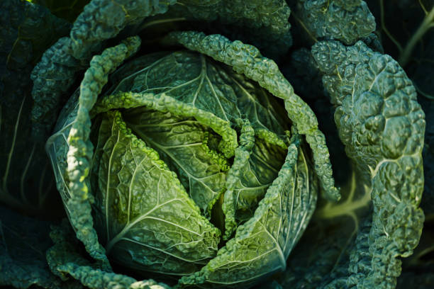 istock Close-Up of Fresh Green Cabbage in Sunlight 2181046980