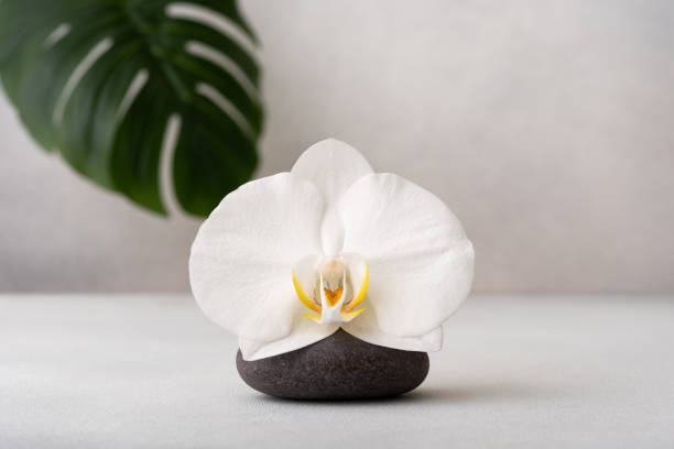 istock White orchid and spa stones 2181048020