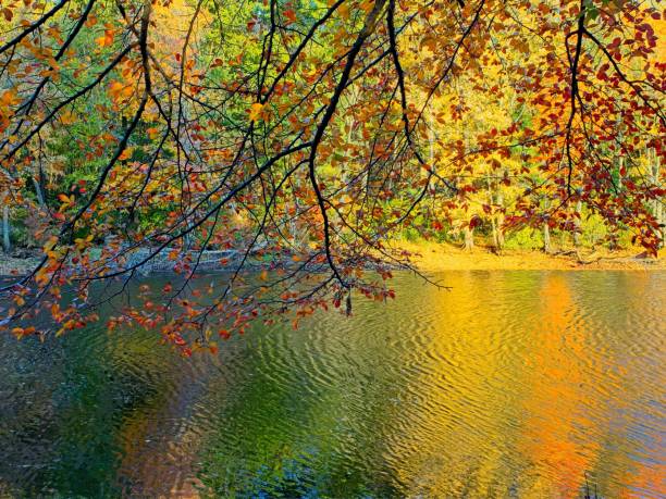 Bright shades of color on Rea's pond with autumn hues of red, orange and gold.