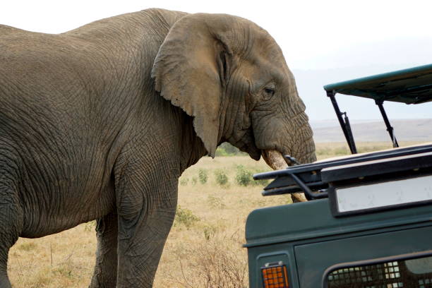 istock Tanzania Safari 2181054355