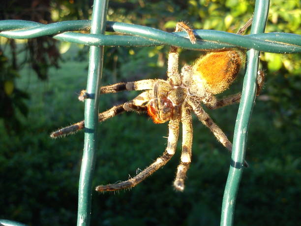 istock Spider hanging by one leg on the fence 2181055400