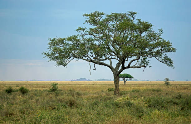 istock Tanzania Safari 2181055412