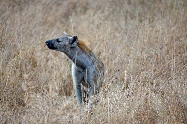 Tanzania Safari