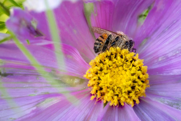 Honeybee covered in dew drops sitting on a Cosmos bipinnatus flower aka garden cosmos, Mexican aster or cosmea
