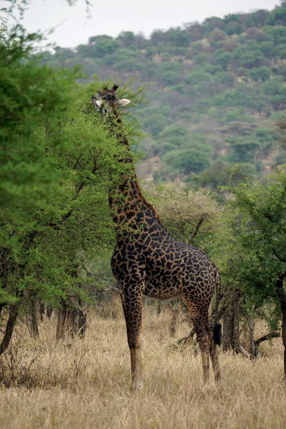 istock Tanzania Safari 2181055555