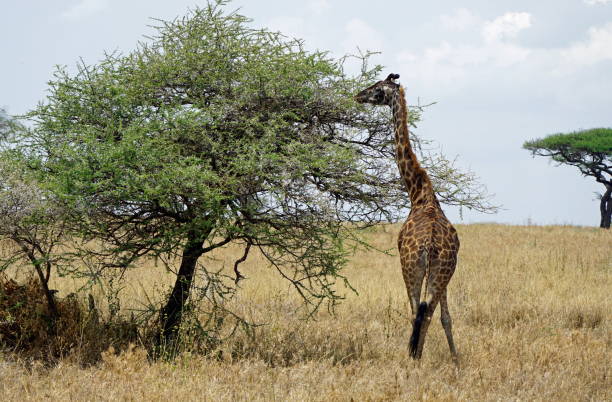 istock Tanzania Safari 2181056358