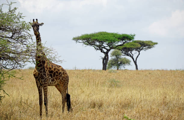 istock Tanzania Safari 2181056359